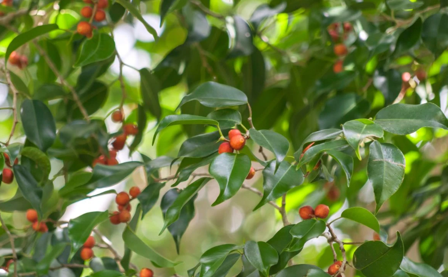 Ficus