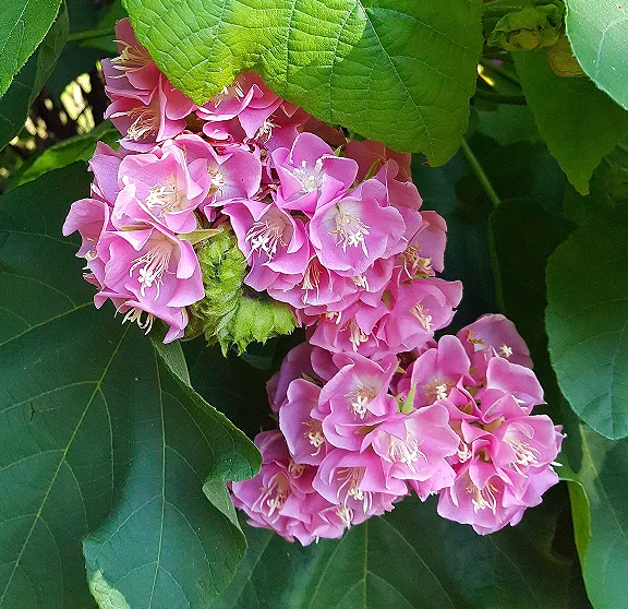 Flor-de-abelha