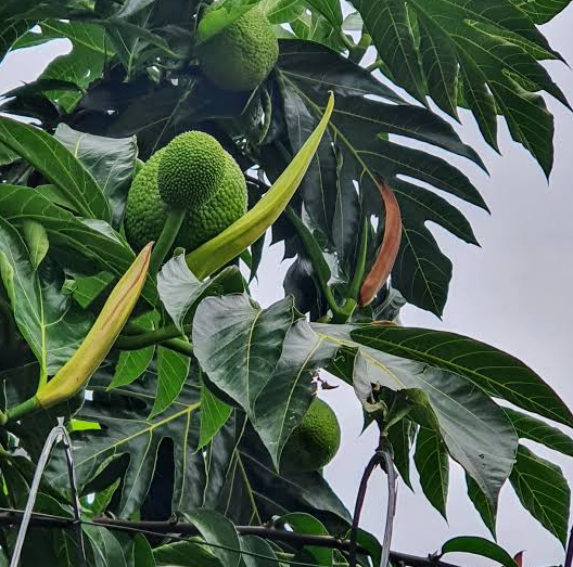 Fruta-pão