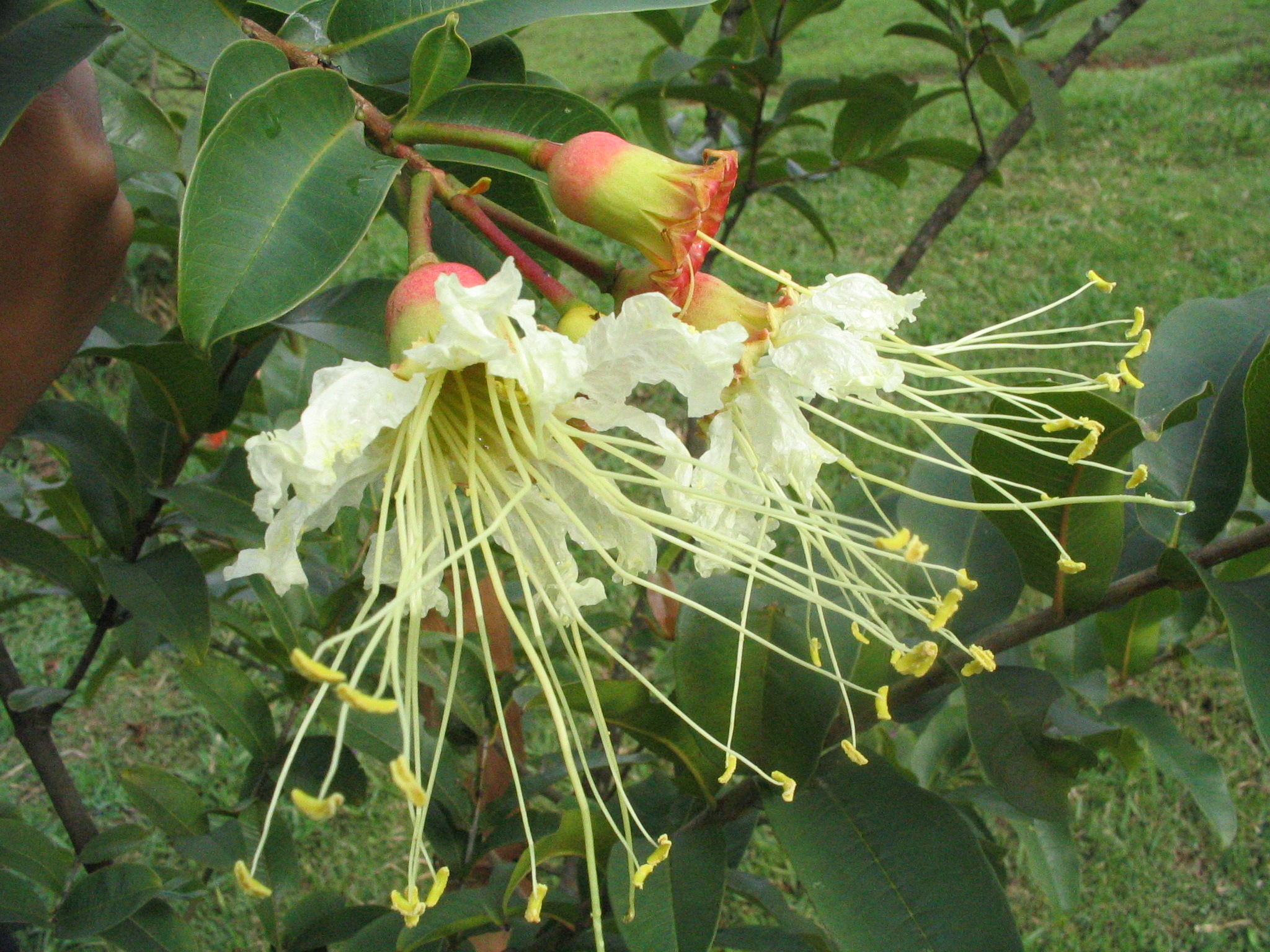 Dedaleiro