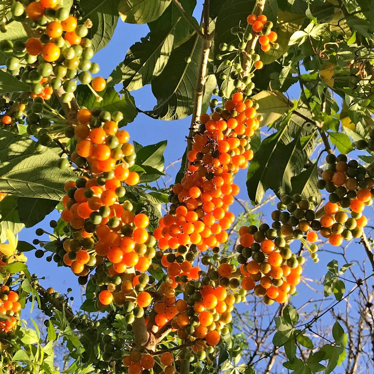 Fruta-do-Sabiá